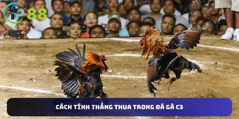 Đá Gà C3 3 Cách tính thắng thua trong đá gà C3