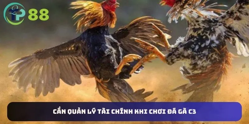 Đá Gà C3 6 Cần quản lý tài chính khi chơi đá gà C3