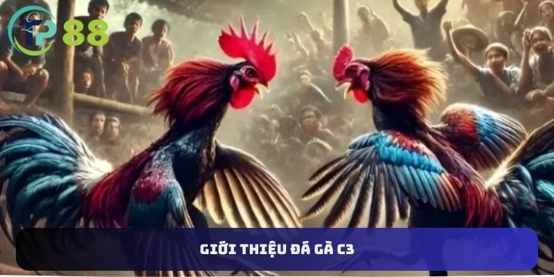 Đá Gà C3 2 Giới thiệu đá gà C3