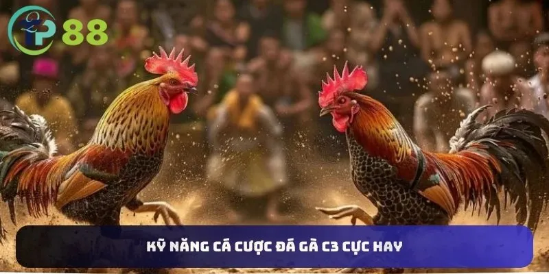 Đá Gà C3 5 Kỹ năng cá cược đá gà C3 cực hay