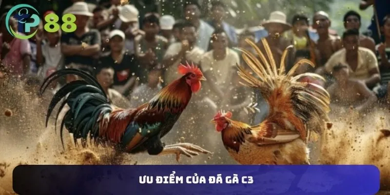 Đá Gà C3 4 Ưu điểm của đá gà C3