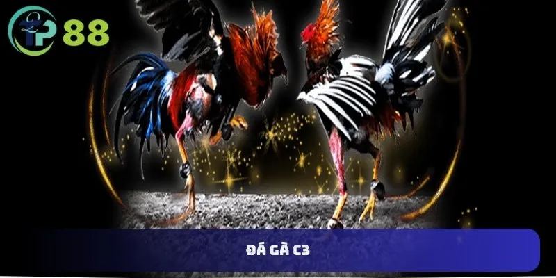 Đá Gà C3 – Giải Đấu Đỉnh Cao Dành Cho Những Chiến Kê Tài Ba