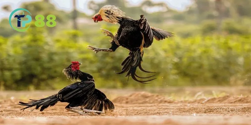 Đá Gà C1 - Sân Chơi Cá Cược Đỉnh Cao Không Nên Bỏ Lỡ