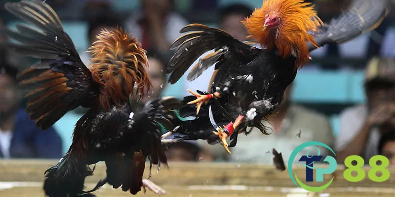 Đá gà tp88 2 Đá gà tp88 sử dụng đa dạng các công nghệ tiên tiến nhất nhằm tạo môi trường giải trí an toàn, lành mạnh
